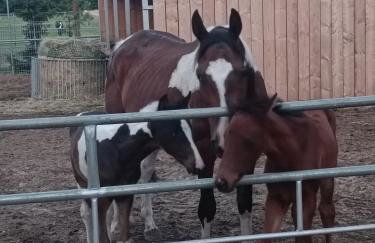 Końskie Zacisze parter - Foto 8