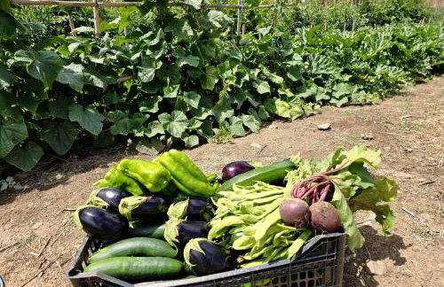 Casas do Monte - Foto 43