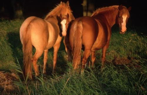 Apartment Fewo Bootsscheune by Interhome - Foto 21