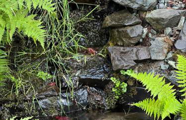 Ohop Lake Escape - Foto 33