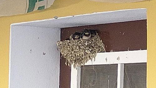 Palacete Dos Alcaides - Foto 2