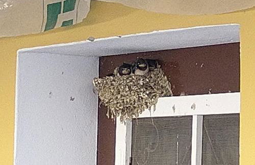 Palacete Dos Alcaides - Foto 2