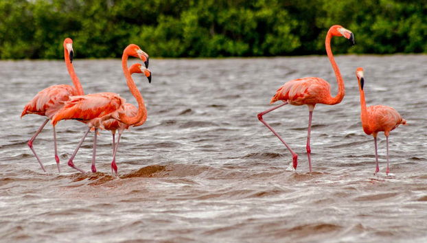 La réserve Ria Lagartos est célèbre pour ses flamants roses