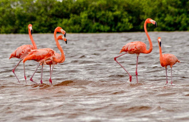 Avistamiento de aves en Río Lagartos - Foto 4