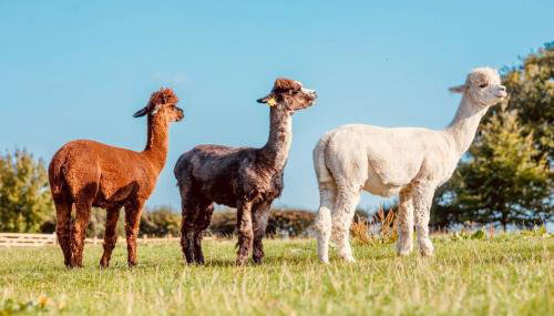 Botany Farm, South Creake - Foto 5