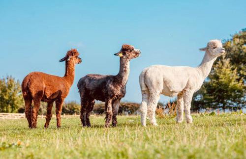 Botany Farm, South Creake - Foto 5