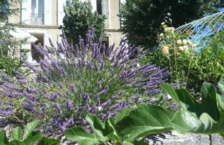 Cottage provencal - Villa saint Marc - Foto 22