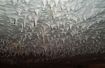 Meublé de tourisme Petit Chail Saint Savinien - Foto 24