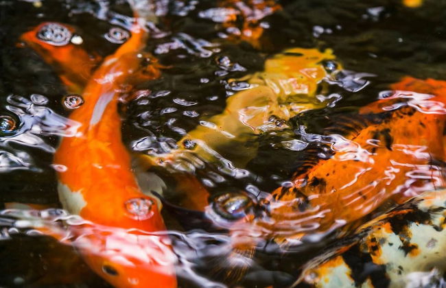 Botanic Bliss Living in Kingston - Photo 23