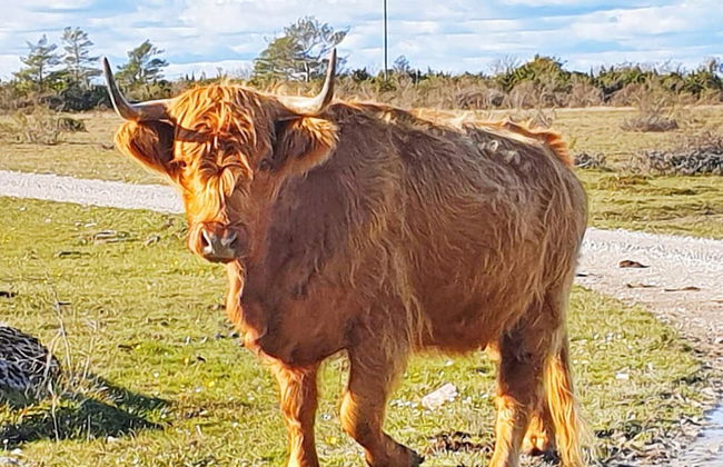 9 Person Holiday Home in Lottorp - Foto 13