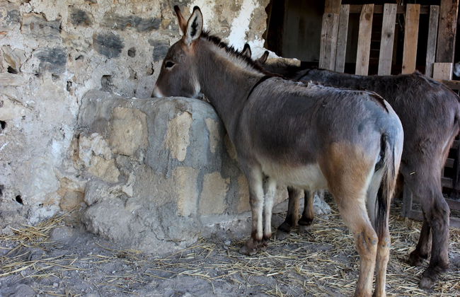 Agriturismo La Casa di Bacco - Foto 26