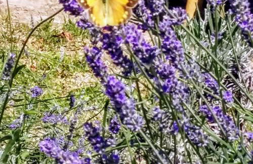 Corte Stellata Holiday Apartments - Photo 18