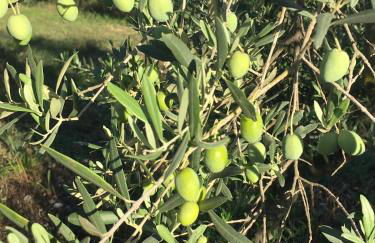 L'Oustalet des Alpilles - Foto 21