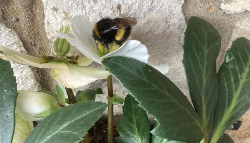 Forest Heath Holidays - Denphyl - Foto 4