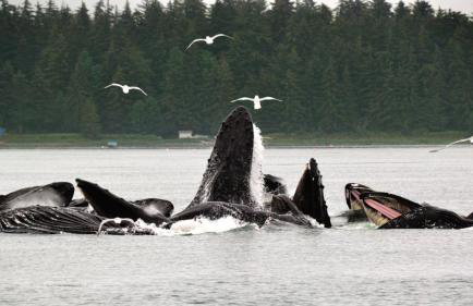 Glacier Guest Room - PRIVATE ROOM IN SHARED HOUSE REDUCED PRICE ON TOURS - Foto 40