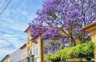 Casa do Paço Aveiro - HolidayHome - Photo 2