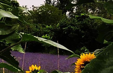 AGRITURISMO TERRAPIA - Foto 49