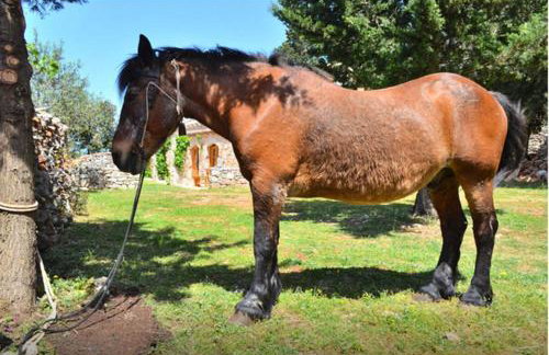 Villa Humac Hvar - Photo 78