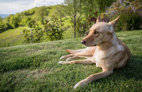 Le Cetinelle B&B - Foto 42