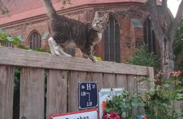 Ferienhaus in der historischen Altstadt von Angermünde - Foto 7
