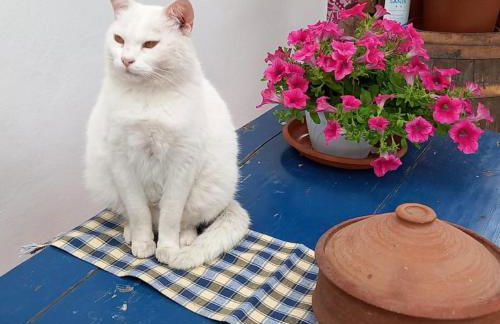 Agriturismo SoleMare - Foto 11