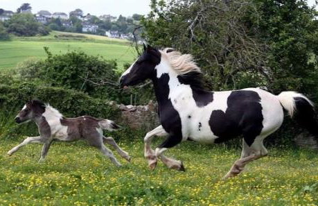 Elberry Farm - unique seaside farmhouse - Foto 27