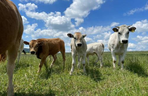 Pastelova Krova - domki w Bieszczadach - Foto 43