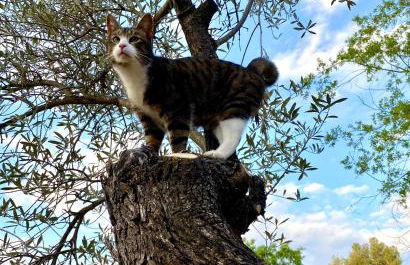 B&B Masia Katmandú - Foto 21