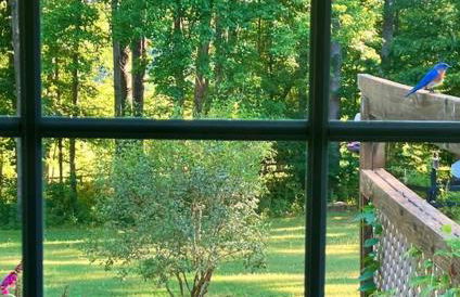 Meadow View Acres - 6 acre spacious estate 20 min from UVA - Foto 25