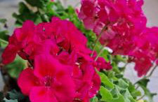 CARIBE Apartamento - Foto 29