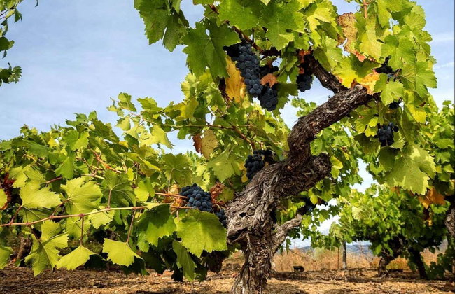 Visita a Viñedos y Bodegas Pittacum - Foto 8