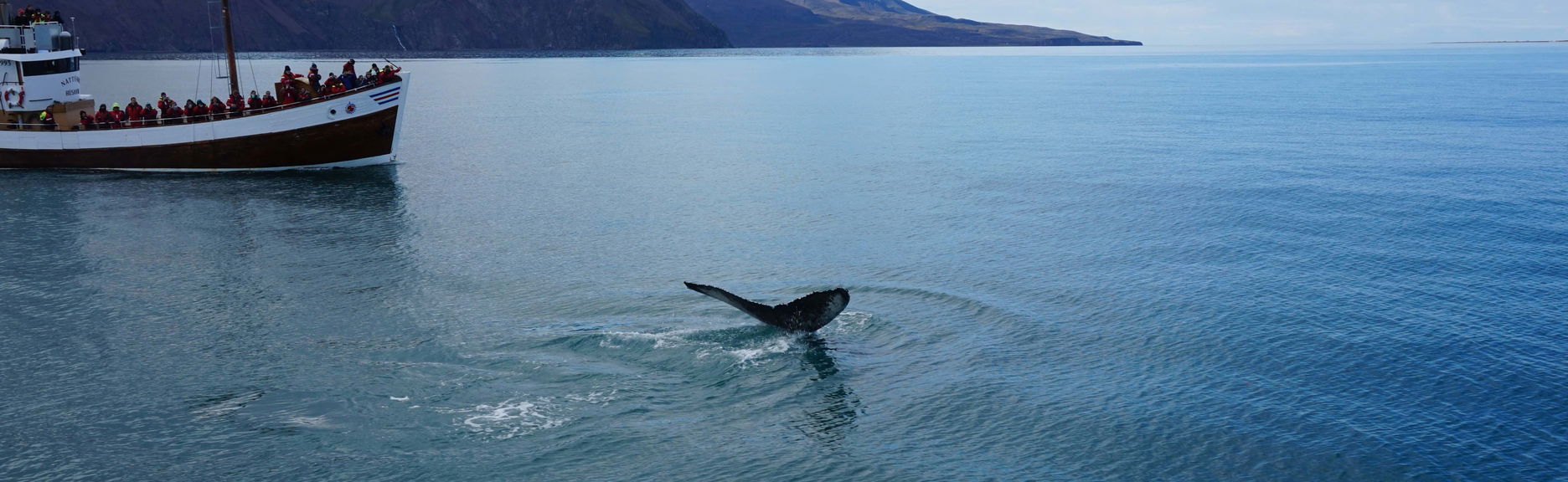 Avistamiento de ballenas en Húsavík
