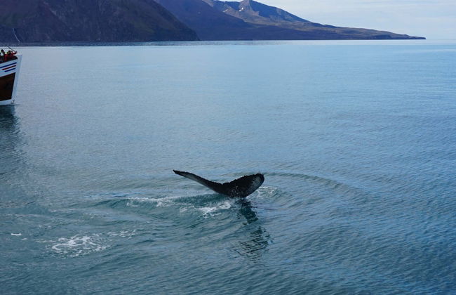 Whale Watching in Húsavík - Foto 1