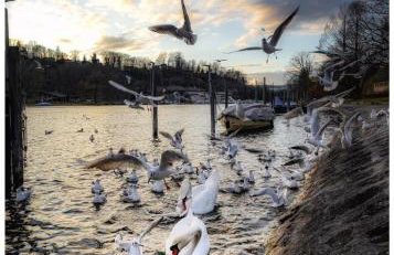 Secret Garden - Foto 48