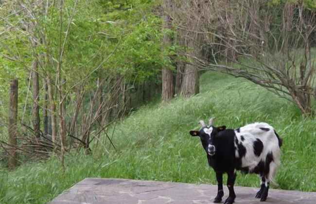 Agriturismo Cascina degli Ulivi - Foto 10