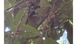 Loft com piscina natural em Cachoeiras de Macacu - Foto 4