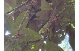 Loft com piscina natural em Cachoeiras de Macacu - Foto 4