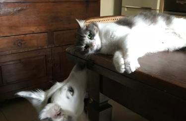 A Modo Mio - Monolocale - Zona Stadio Ospedale Maggiore - Foto 32