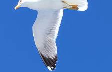 App - Il Fenicottero con parcheggio gratuito ad Orbetello - Foto 45