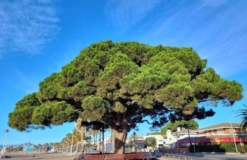 Cambrils Dulces Sueños - Photo 48