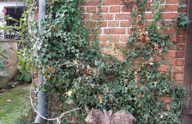 Große Ferienwohnung in Flecken Zechlin - Photo 41
