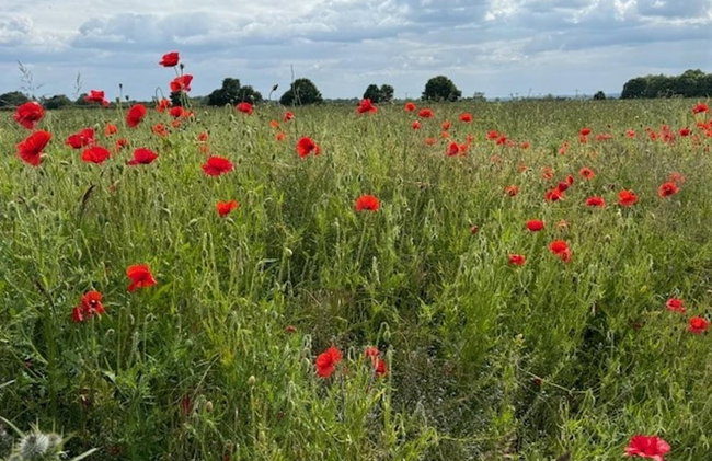 Shepherdshut-hot Tub-cotswolds-petfriendly - Photo 22