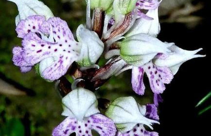 Orne Magical Retreat - Foto 49