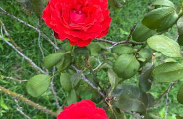 História de Verão House - Foto 9