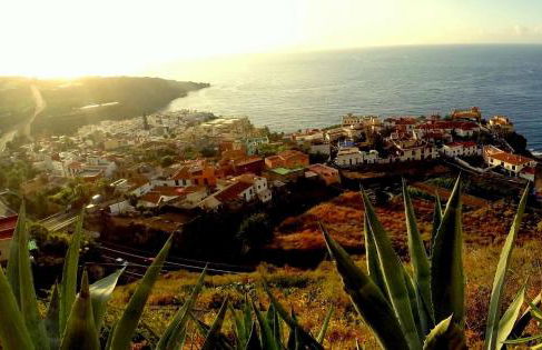 Phoenix Canariensis - Foto 21