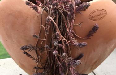 Schönblick - Foto 16