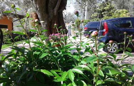 Appartamenti Casa Nina, lago,montagne, uliveti - Foto 29