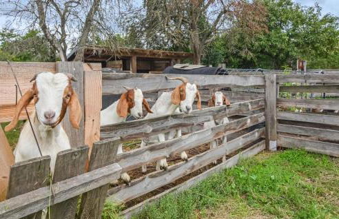 Lovely Home In Heideblick With Kitchen - Foto 7