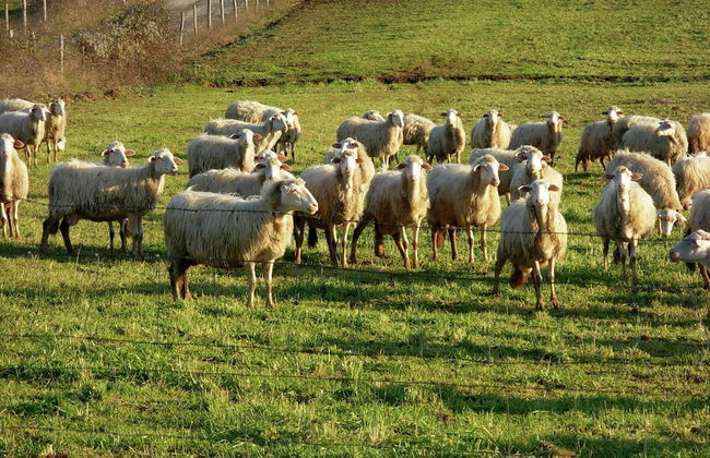 Belvilla by Oyo Sorano - Photo 36