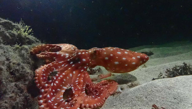Snorkel nocturno en Porto Santo - Foto 4, Haciendo snorkel nocturno en Madeira veréis numerosas especies